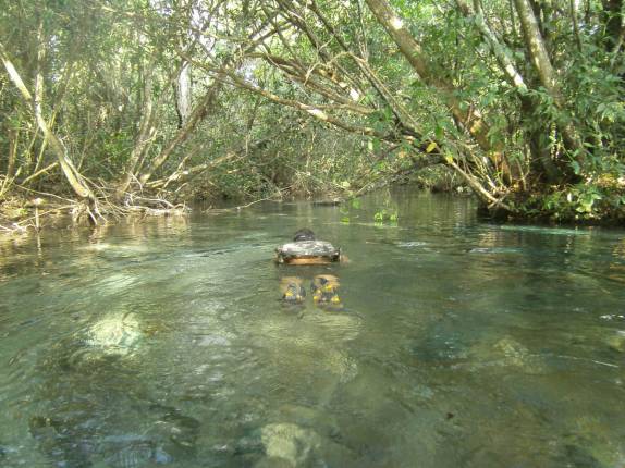 Fazendo flutuação nas águas transparentes do Rio Triste, em Bom Jardim, em Mato Grosso